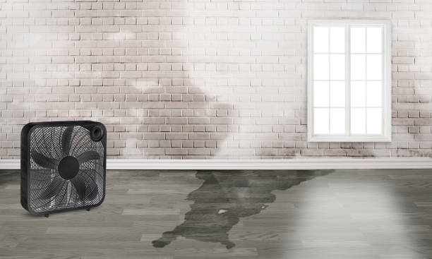 Best Basement water damage restoration  in Lexington, MI