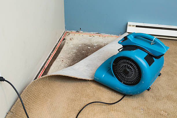 Best Local water damage restoration  in Lexington, MI
